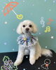 「可愛い子ちゃん♡ Dog salon mofu mofu 余市町」