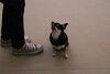 にこちゃん「今日のお友達」