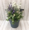 　寄せ植え（季節の花苗）「『　定休日のお知らせ　』」