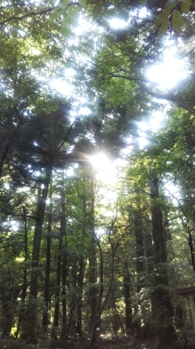 弥彦神社の木洩れ日です「古い地球の周波数を手放す インナーチェンジング・セラピー」