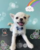 「可愛い子ちゃん♡ Dog salon mofu mofu 余市町」