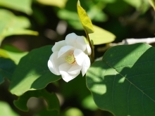 赤沢自然休養林　オオヤマレンゲ　開花