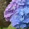 紫陽花が見頃です♪