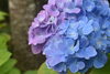 青と紫のグラデーションが美しいです！「紫陽花が見頃です♪」