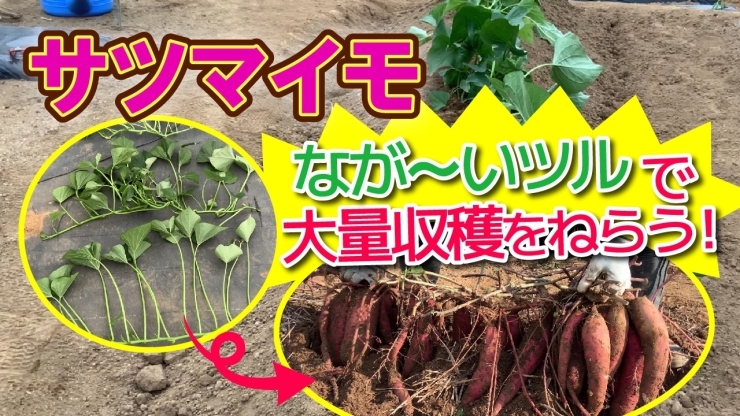 「【収穫が５倍以上に！】数が多い芋が出来る事を目指したサツマイモ栽培　タネのハシモト」