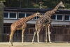 「世界キリンの日イベントを行います。」