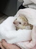 「2代目看板ハリネズミ　ムギちゃんの日常」