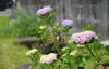 「花壇に紫陽花の花が咲き始めました！」