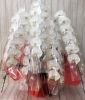 胡蝶蘭　５本立「『おススメのお花』」