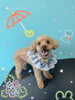 「可愛い子ちゃん♡ Dog salon mofu mofu 余市町」