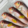 「魚魚市場鮮魚コーナーおすすめは「アマダイ・イサキ」です♪」