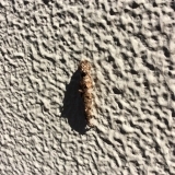 久しぶりに蓑虫を見かけました。壁に張り付いていました。