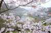城山公園「「桜特集2023」公開しました！」