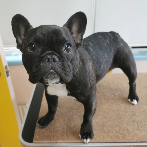 「【☆★今日のわんこより★☆】豊平区月寒東のトリミングショップ【犬の床屋さんちゃいるどっく】信頼のクオリティを提供！安い価格設定！人気のオプション歯みがき、炭酸泉浴など！ご自宅では難しい爪切りもお任せください！予約制で夜間営業も！」