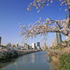 【No.243】　平成27年の桜　外堀