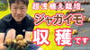 「【ジャガイモ収穫で検証します】どのボカシ堆肥が沢山の量が採れるのか？　タネのハシモト」
