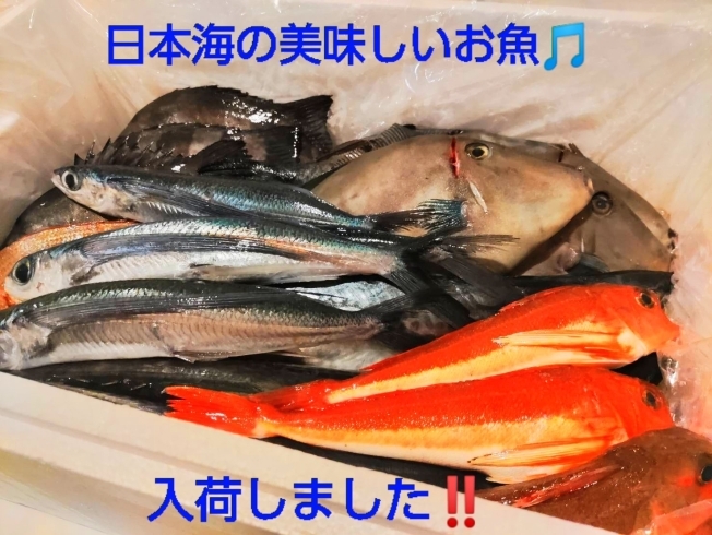 鮮魚「鮮魚が入荷」