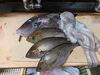 魚「佐島の地だこ」