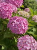 雨を待ってるような…紫陽花「6月20日(月)定休日です」