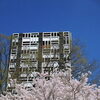 【No.246】　平成27年の桜　新名所2