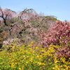 【No.247】　平成27年の桜　新宿御苑１