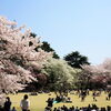 【No.248】　平成27年の桜　新宿御苑2