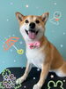 「可愛い子ちゃん♡ Dog salon mofu mofu 余市町」