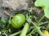 南爪「夏至」