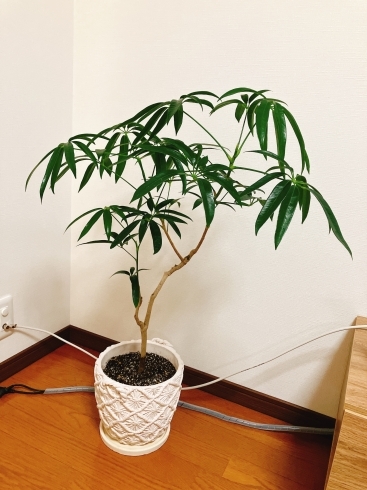可愛い『鉢』は、「人生初の植物。【まいぷれ・西京区・南区・編集部】」