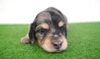 「ミニチュアダックス子犬情報」