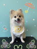 「可愛い子ちゃん♡ Dog salon mofu mofu 余市町」