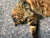 「ゴロゴロくつろぐしまこ」