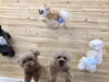園児のみんな ^ - ^「ましゅまろ幼稚園 (^。^)」