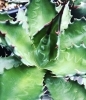 「モンタナ実生株をコレクションに追加！　【福島市　観葉植物専門店】」