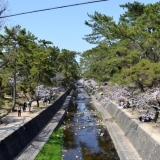 夙川公園　～2015　春～