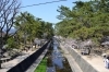 夙川公園 15 春 西宮道楽 まいぷれ 西宮市