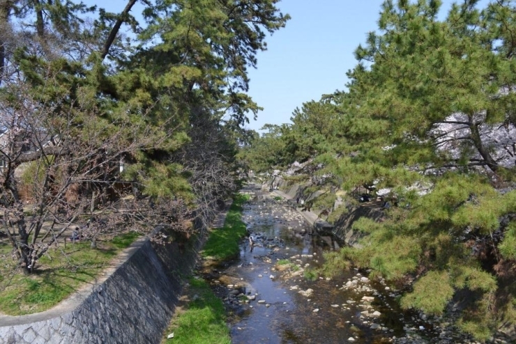 阪神間でも名高き緑のオアシス夙川。<br>春の桜シーズンでも、緑輝く河川敷のロケーションが楽しめます。