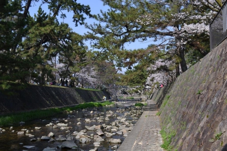 春の温かさに夙川の水辺も穏やかな流れです。