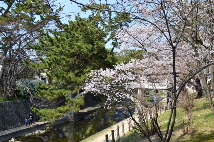 桜と緑が織りなす美しき春の風景。ここ夙川でこそ見られる光景です！