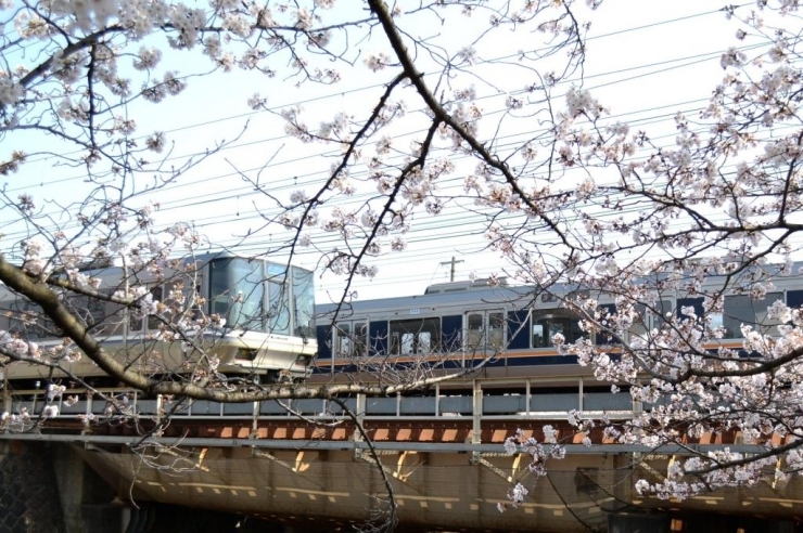 夙川でのヒトコマに、JRの新快速と桜のコラボレーション！<br>電車に桜という画もとても街の魅力的なものですよ。