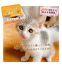保護猫のくるみちゃん「✿6/26譲渡会参加猫情報！✿ 譲渡会/犬猫譲渡会/保護犬/保護猫/キジ白/キジ猫/くるみちゃん」