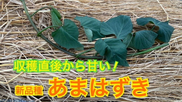 「【新品種】8月から甘さが出る！　あまはずき　品種紹介と植え付け作業　タネのハシモト」