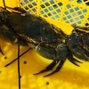 「魚魚市場鮮魚コーナーおすすめは「マングローブガニ」です♪」