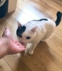 恐る恐るだけど 挨拶出来て偉いね！はやて君「いろいろなタイプの猫ちゃん！お任せ下さい」