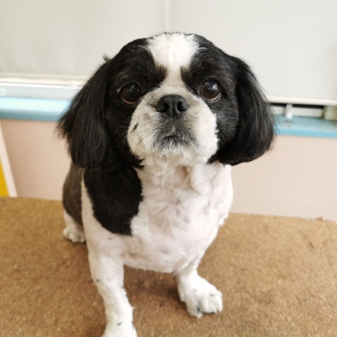 「【☆★今日のわんこより★☆】豊平区月寒東のトリミングショップ【犬の床屋さんちゃいるどっく】信頼のクオリティを提供！安い価格設定！人気のオプション歯みがき、炭酸泉浴など！ご自宅では難しい爪切りもお任せください！予約制で夜間営業も！」