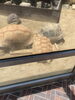 じっくり観察してね「スネークハウスのテラスリニューアル」