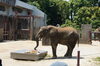 ケーキを食べる砥愛「砥愛ちゃん、9歳になりました！」