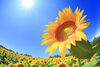 夏！「宮崎梅雨明け！7月後半の予約枠オープンしました！【宮崎市/脳洗浄/不眠/頭痛/猫背/筋膜リリース/むくみ/肩こり/腰痛】」
