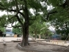 広場が大きい公園です。「◇子連れお出かけスポット情報◇〜藤の森公園〜」