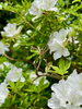 「境内で咲いている春のお花達です」